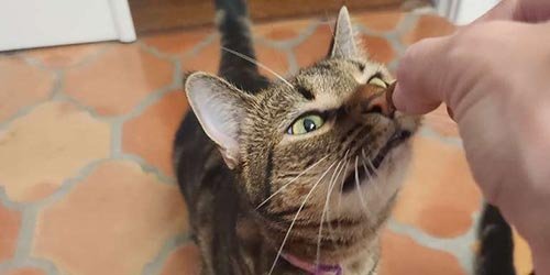 cat is taking a cat treat from the cat sitter
