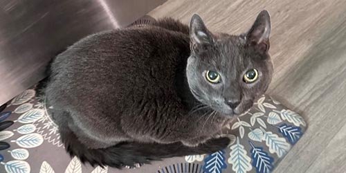 grey cat