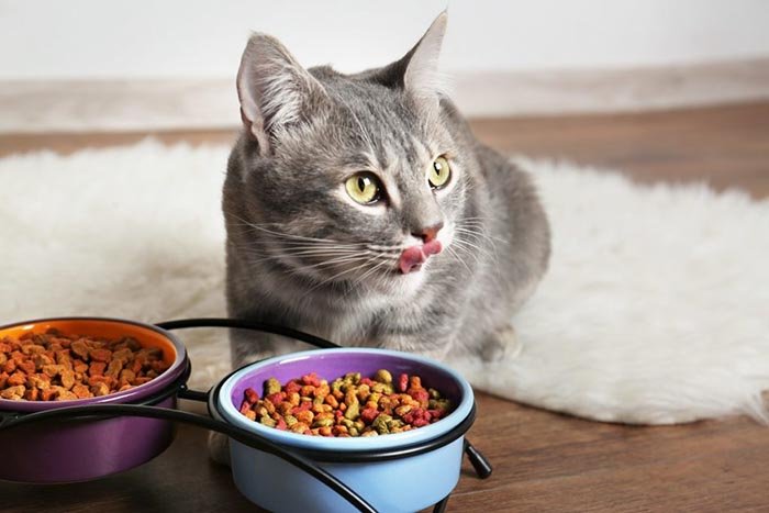 cat-feeding-service Cat is eating from her cat bowl