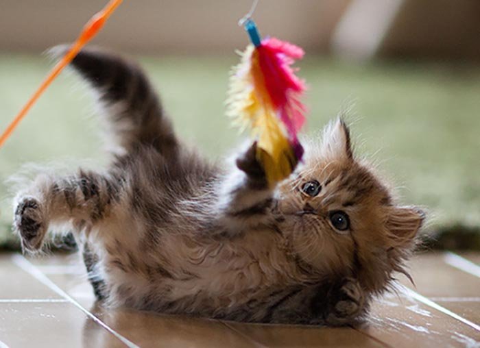 cute cat is playing with a toy