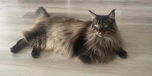 Cat relaxing