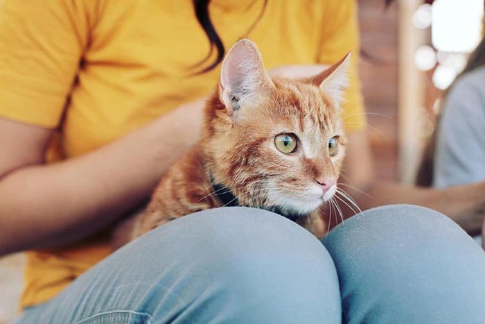 cat-sitting-services Pet sitter is petting a cat.