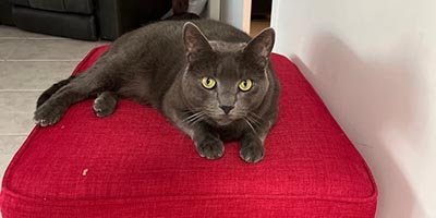 overnight-pet-sitting-in-fort-pierce-fl overnight pet sitting in Fort Pierce FL