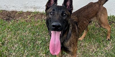 overnight-pet-sitting-in-jensen-beach-fl overnight pet sitting in Jensen Beach fl