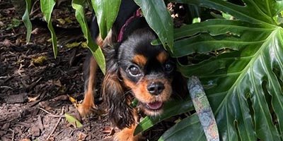overnight-pet-sitting-in-palm-city-fl overnight pet sitting in Palm City FL