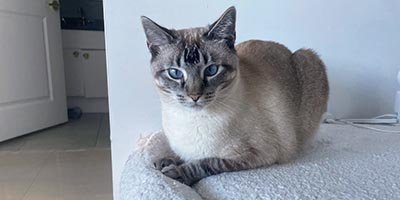 overnight-pet-sitting-in-port-st-lucie-fl overnight pet sitting in Port St Lucie FL