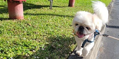 pet-sitting-in-fort-pierce-fl pet sitting in Fort Pierce FL