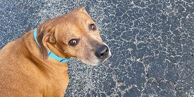 pet-sitting-in-jensen-beach-fl pet sitting in Jensen Beach FL