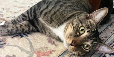 pet-sitting-in-palm-city-fl pet sitting in palm city fl
