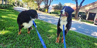 pet-sitting-in-stuart-fl pet sitting in stuart fl