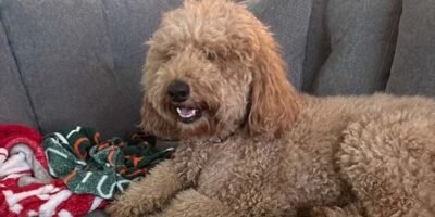 large dog boarding in Treasure Coast FL