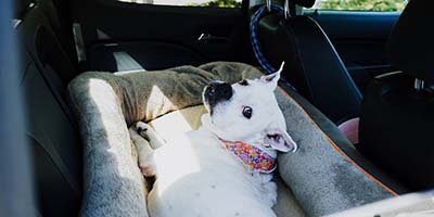 pet taxi in Treasure Coast FL