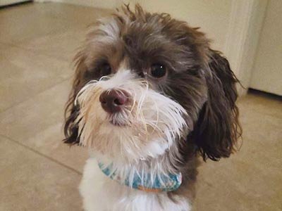 pet-sitting-in-hobe-sounds Pet Sitting in Hobe Sounds FL